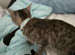 Tigger - Domestic Kitten For Sale - 