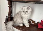 Trixie - Persian Cat For Sale - Tampa&comma; FL&comma; US