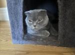 Seeet Beast Katty - Scottish Fold Cat For Sale - Rio Linda&comma; CA&comma; US