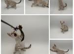 Dolly - Bengal Kitten For Sale - 
