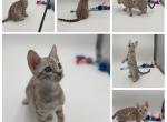 Trixie - Bengal Kitten For Sale - 
