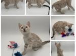 Woody - Bengal Kitten For Sale - ME&comma; US