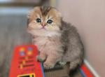 Bubble - Scottish Fold Kitten For Sale - Levittown&comma; PA&comma; US