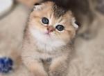 Bianka - Scottish Fold Kitten For Sale - Levittown&comma; PA&comma; US