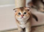Brutto - Scottish Fold Kitten For Sale - Levittown&comma; PA&comma; US