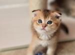 Brutto - Scottish Fold Kitten For Sale - Levittown&comma; PA&comma; US