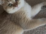 Leo - British Shorthair Kitten For Sale - Hanover&comma; MD&comma; US