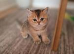 Buddy - Scottish Straight Kitten For Sale - Levittown&comma; PA&comma; US