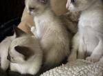 Harmony Grace Snowshoe Siamese kittens - Snowshoe Kitten For Sale - 