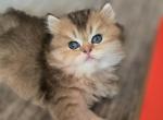 Brik - Scottish Straight Kitten For Sale - Levittown&comma; PA&comma; US
