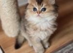 Brik - Scottish Straight Kitten For Sale - Levittown&comma; PA&comma; US