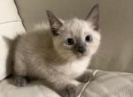 Sweet blue siamese kitten - Siamese Kitten For Sale - 
