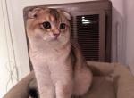 Jimmy - Scottish Fold Kitten For Sale - San Mateo&comma; CA&comma; US