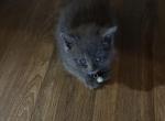 Gray kitty - Domestic Kitten For Sale - Alafaya&comma; FL&comma; US