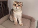 Chichi - Scottish Fold Kitten For Sale - San Mateo&comma; CA&comma; US