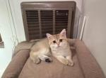 Lucci - British Shorthair Kitten For Sale - San Mateo&comma; CA&comma; US