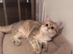 Krappa - British Shorthair Kitten For Sale - San Mateo&comma; CA&comma; US