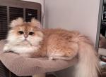 Nufik - British Shorthair Cat For Sale - San Mateo&comma; CA&comma; US