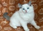 TICA Blue Bicolor Girl Ocean - Ragdoll Kitten For Sale - Mt Morris&comma; IL&comma; US