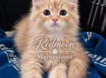 Teddy - Persian Kitten For Sale - Canyon Lake&comma; CA&comma; US