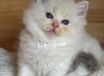 JON SNOW - Ragdoll Kitten For Sale - 