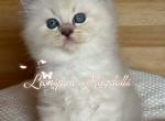 CERSEI - Ragdoll Kitten For Sale - 