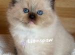 THEON - Ragdoll Kitten For Sale - 