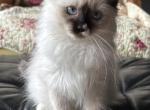 Luna - Ragdoll Kitten For Sale - 