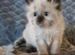 Spooks kittys - Minuet Kitten For Sale - 