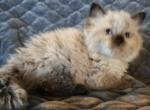 Spooks Kitties - Minuet Kitten For Sale