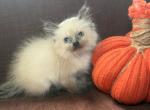 Purebred Ragdolls - Ragdoll Kitten For Sale - Barberton&comma; OH&comma; US