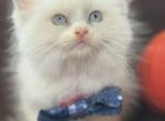 Purebred Ragdolls - Ragdoll Kitten For Sale - 