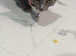 Panda - Domestic Kitten For Sale - 