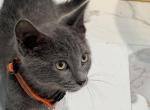 Oreo - Domestic Kitten For Sale - 