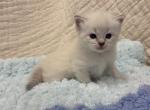 Goose - Ragdoll Kitten For Sale - Ozark&comma; MO&comma; US