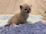 Jojo - Ragdoll Kitten For Sale - Ozark&comma; MO&comma; US