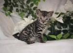 Look Tiny Lap Leopard - Bengal Kitten For Sale - Davenport&comma; FL&comma; US