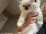 Susan - Ragdoll Kitten For Sale - 