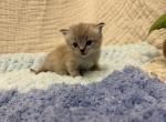 Cleo - Ragdoll Kitten For Sale - Ozark&comma; MO&comma; US