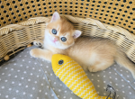 Dobby - British Shorthair Kitten For Sale - TN&comma; US