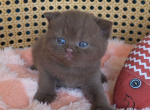 Fendi - British Shorthair Kitten For Sale - TN&comma; US