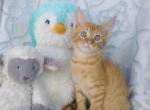 maine coon mix kittens - Maine Coon Kitten For Sale - Avon&comma; PA&comma; US
