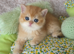 Ginger - British Shorthair Kitten For Sale - TN&comma; US