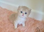 Icecream - British Shorthair Kitten For Sale - TN&comma; US