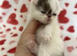Chloe - Persian Kitten For Sale - Myakka City&comma; FL&comma; US