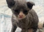Marigold Devon Rex - Devon Rex Kitten For Sale - Saint Petersburg&comma; FL&comma; US