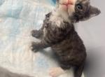 Peony Devon Rex - Devon Rex Kitten For Sale - Saint Petersburg&comma; FL&comma; US