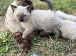 Cute Kitten - Domestic Kitten For Sale