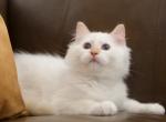 Thimble - Ragdoll Cat For Sale - 