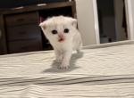 Stassi - Scottish Fold Kitten For Sale - Greenville&comma; TX&comma; US